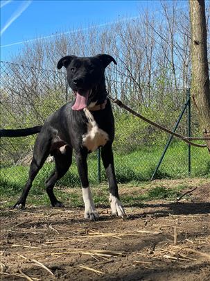 Leo mix pitbula i dogo argentino traži dom