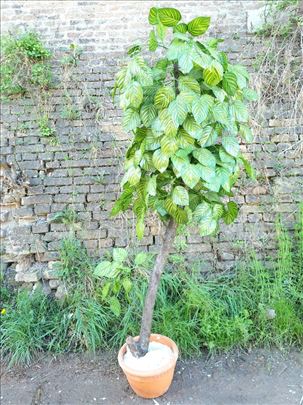 Veštačko drvo za enterijer 