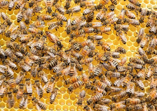 Пчелиња друштва, матице, ројеви, перга, матичњак