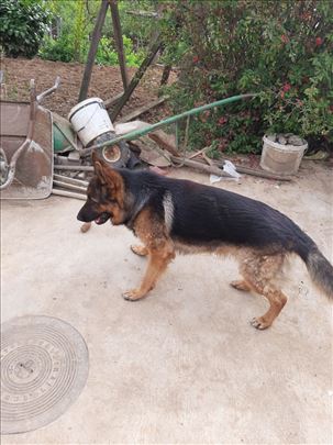 Nemački ovčar, odrastao pas