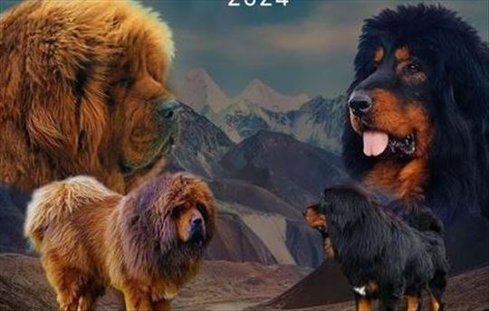 Tibetski mastiff,  štenci na prodaju!