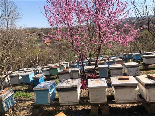 Prodaja pčelinjih društava sa košnicama