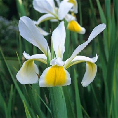 Cvece Beli sibirski iris (perunika)