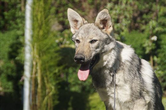 Češkoslovački vučiji pas, štene