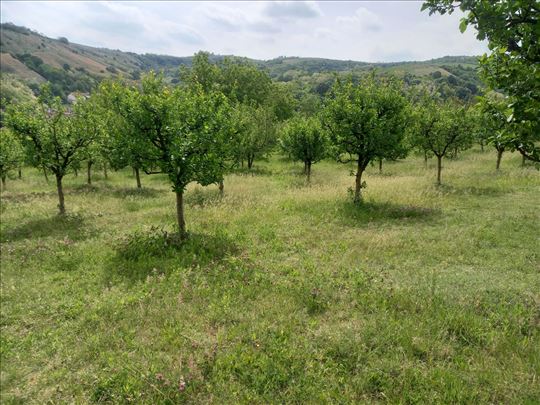 Zemljište - voćnjak 38 ari, Bukovac, Širine