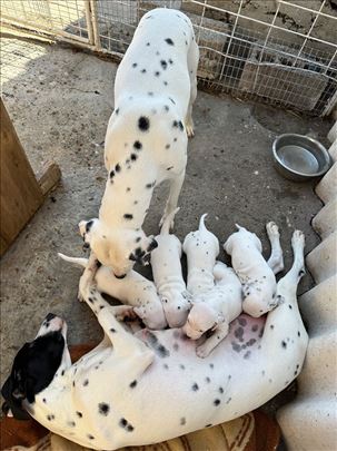 Dalmatinski pas štenci 