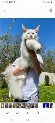 Maine Coon, Meow Menor cattery WCF 
