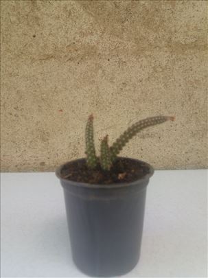 Kikiriki kaktus