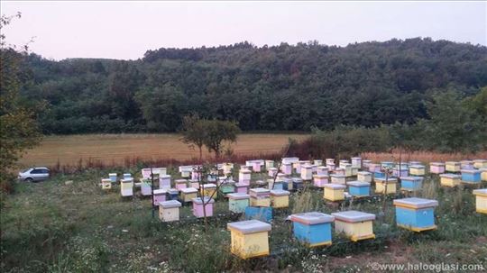 Pčele, košnice