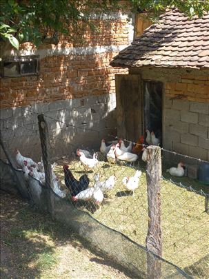 Na prodaju domaće kokoške