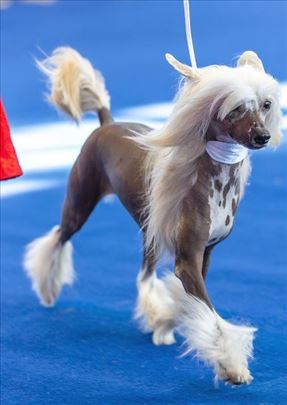Kineski ćubasti pas - šampionsko leglo