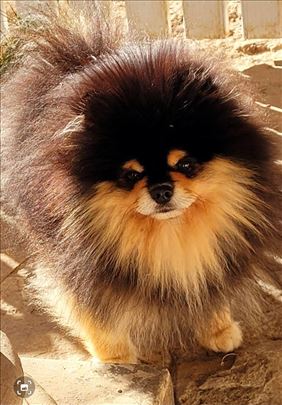 Pomeranac Black and Tan za parenje