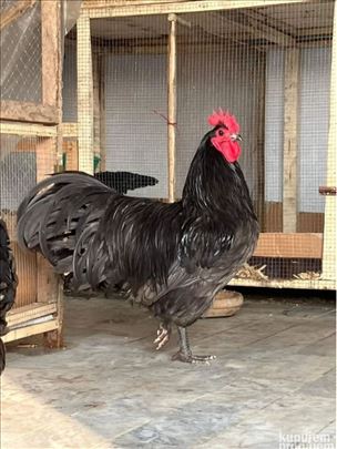 Plavi Australorp jaja za nasad