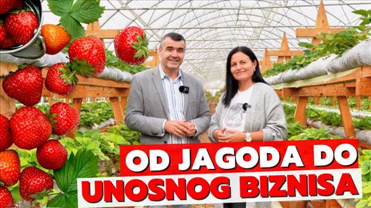 Proizvodnja jagoda na 2,5 hektara poljoprivrednog 