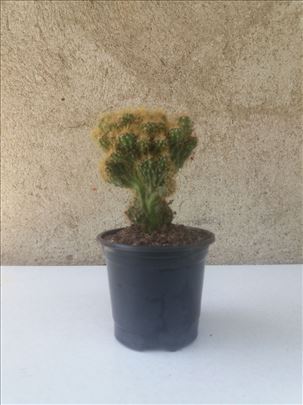 Kaktus stena