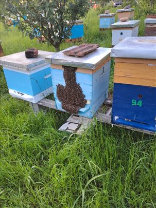 Prodajem paketne rojeve 1,2 kg sa maticom Kruševac