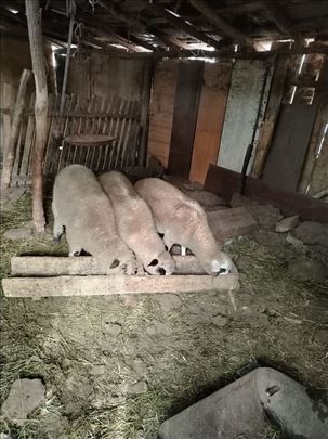Jaganjci-ovnici