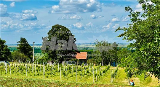 Plac, Krčedin, vik.zona, vinograd Cabernet Franc