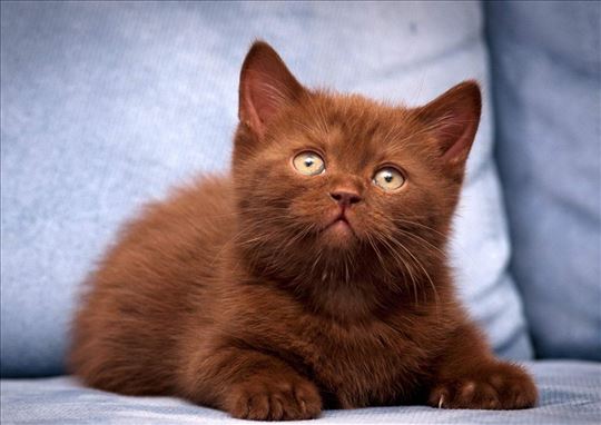 Britanske kratkodlake mačke u svim bojama