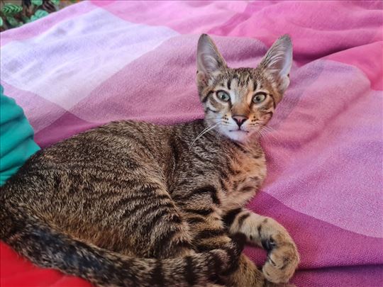 Toplici potreban dom