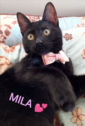 Mila,najdivnija maca na svetu trazi dom u Bg/NS/Pa
