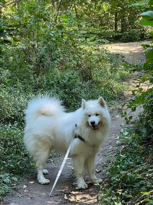 Samojed, odrastao pas