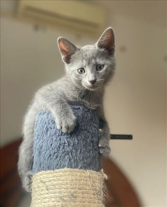 Hana sivo rusko plavo mače maca 