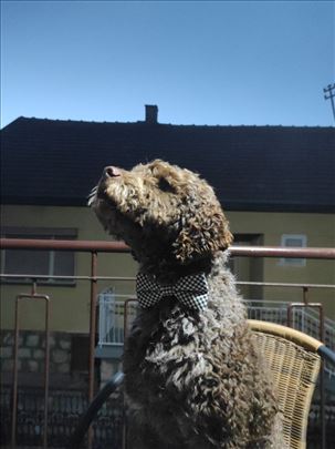 Odrastao mužjak za parenje rase lagotto romagnolo