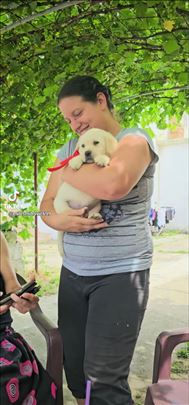 Labrador retriver, štenci