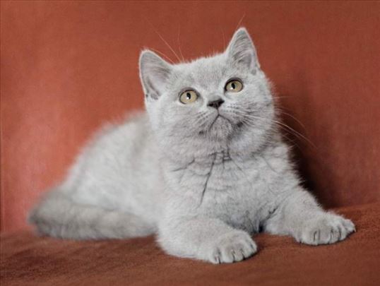 Britanski mačići - sivi i lilac