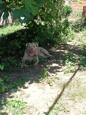 Lilac pitbull otvoren za parenje