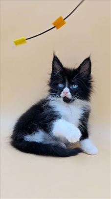 Limbo MaineCoon je veselje u duši osmeh na licu!