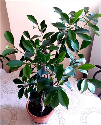 Ficus ginseng (microscarpa), visina 80 cm