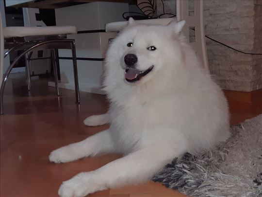 Samojed mužjak za parenje