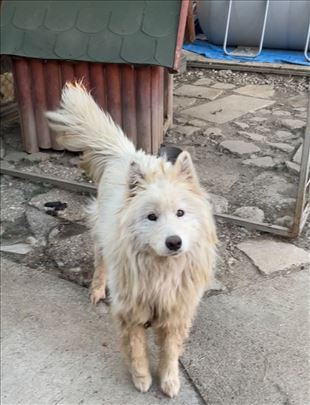 Samojed, odrastao pas