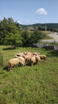 Ovce za drzanje