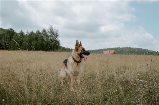 Poklanjam vrhunskog nemačkog ovčara 