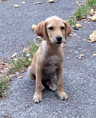 Labrador retriver, štene