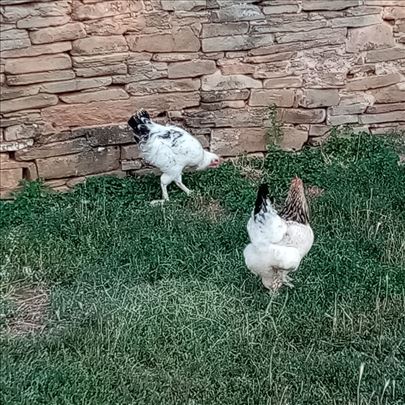 Prodaja domaćih ćuraka, kokošaka, pilića