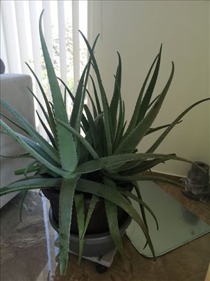 Aloa Vera