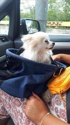 Prevoz kućnih ljubimaca, Šapa pet taxi