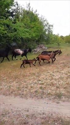 Prodaja koza jarca jaradi i rogova