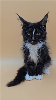 Polidaktil Maine Coon mačići žen i muž