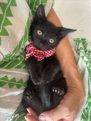 Ljubav na prvi pogled, Bleki malo crno mače macak 