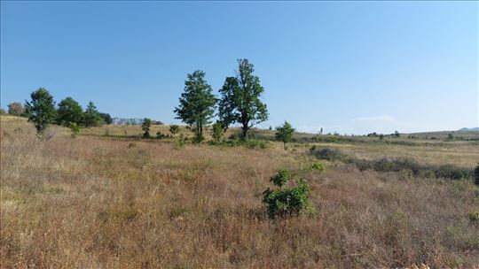 Bačevica - Lasovski del 6ha 96a 47kvm 