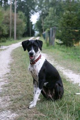 Dog Day Care & Cuvanje pasa na Senjaku