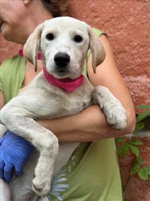 Hana, labrador mix