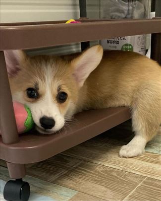 Prekrasni štenci Pembroke Welsh Corgi