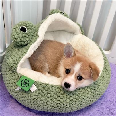 Pembroke Welsh Corgi štenci