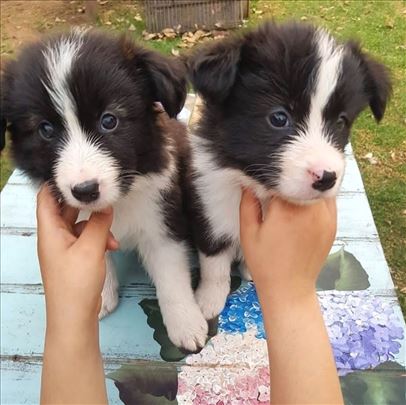 Prekrasni psići border colliea